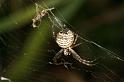 Gea_theridioides_D7153_Z_86_Macquarie caravan park_Australie